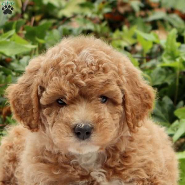 Ellie F1BB, Mini Goldendoodle Puppy